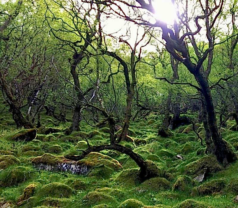 Moss covers the ground and glows bright green in the sunlight. Trees can be seen in the foreground stretching into the distance in a beautiful temperate rainforest.