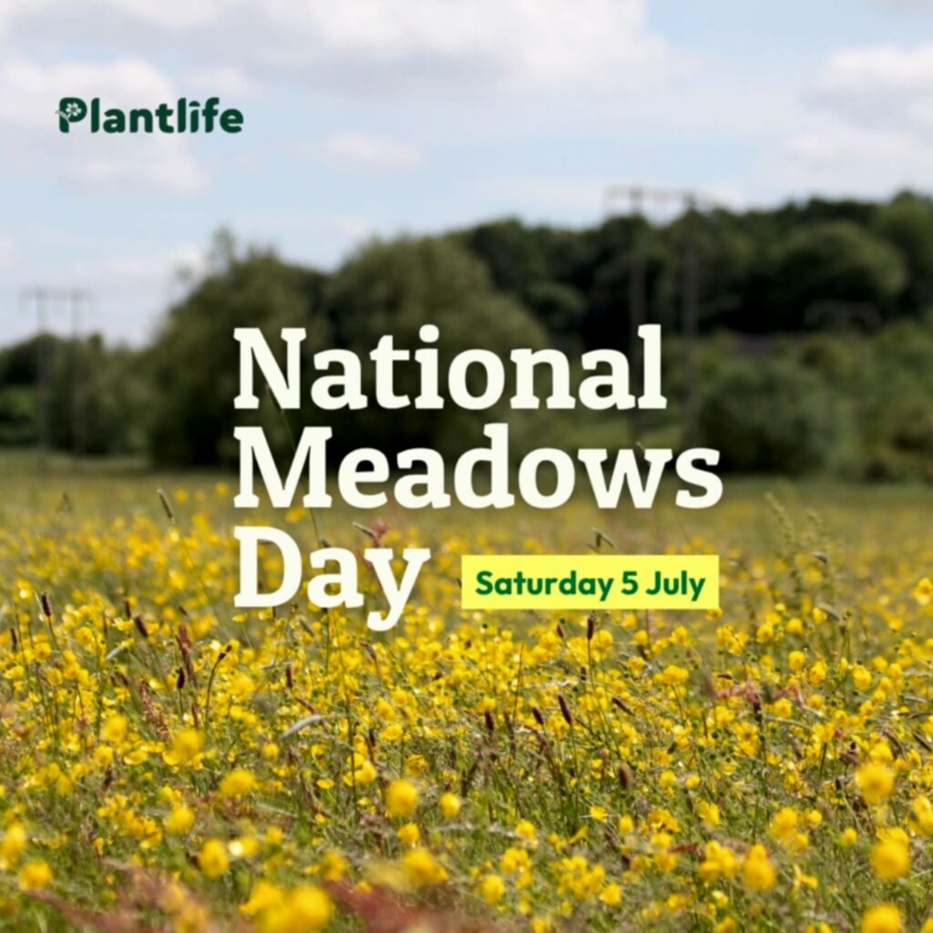The slogan 'National Meadows Day' is written over the top of a photograph of a beautiful meadow, filled with yellow wildflowers