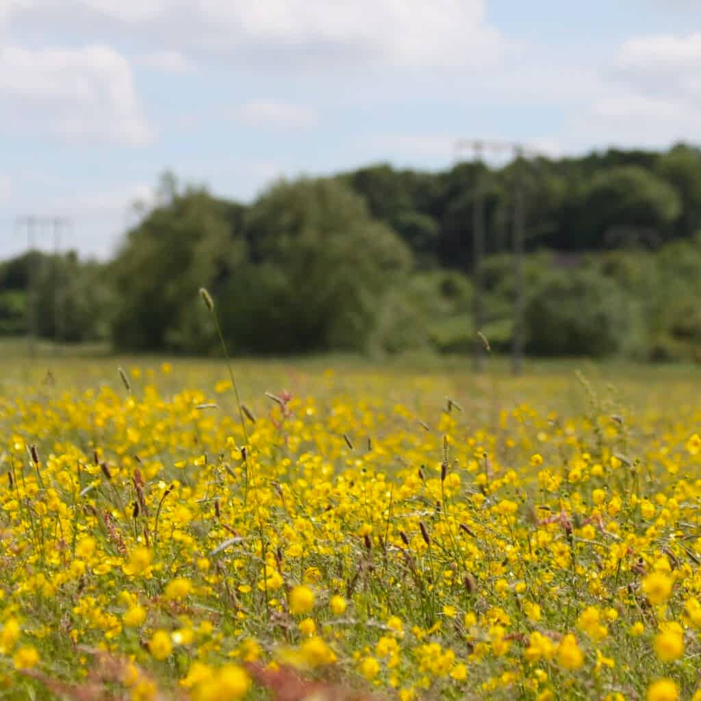 A beautiful meadow filled with yellow wildflowers stretching into the distance
