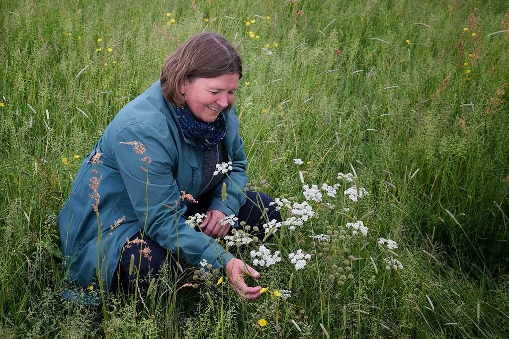 MP Ellie Chowns crouches down in a meadow surrounded by long grass. Ellie's hand reaches forwards to a Narrow-leaved Water-dropwort with pretty white umbel flowers
