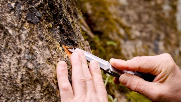 Using a penknife to translocate lichens from a tree