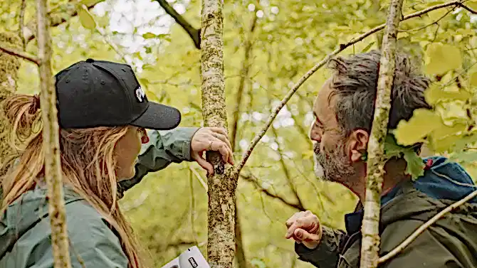 Two people translocating a lichen on a branch