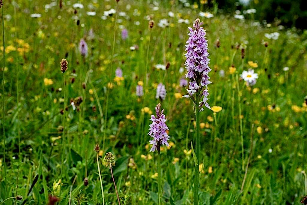 The photo looks out at a wildflower meadow - two beautiful orchids can be seen in the forefront, with a couple more dotted in the background. Other wildflowers of multiple colours dot the meadow into the distance