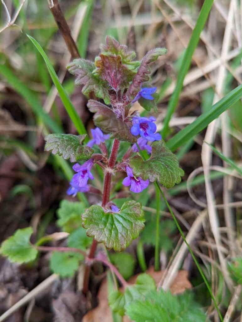 A photo showing the bright blue flowers of Ground Ivy against it's green leaves and blades of grass.