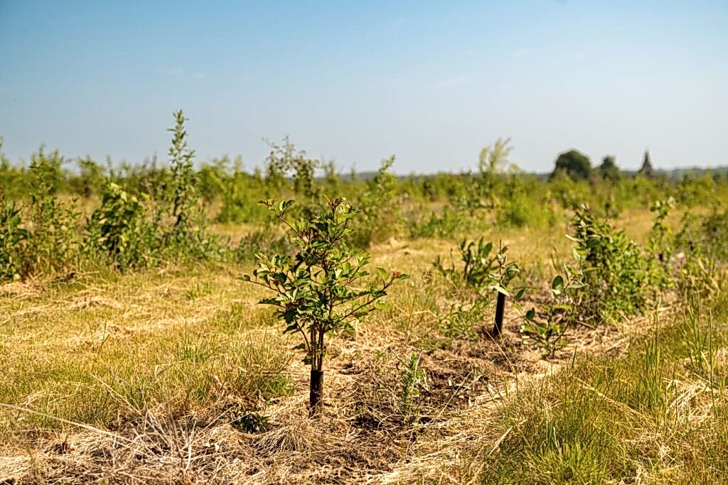 Photograph shows an area of land with newly planted young trees stretching into the distance