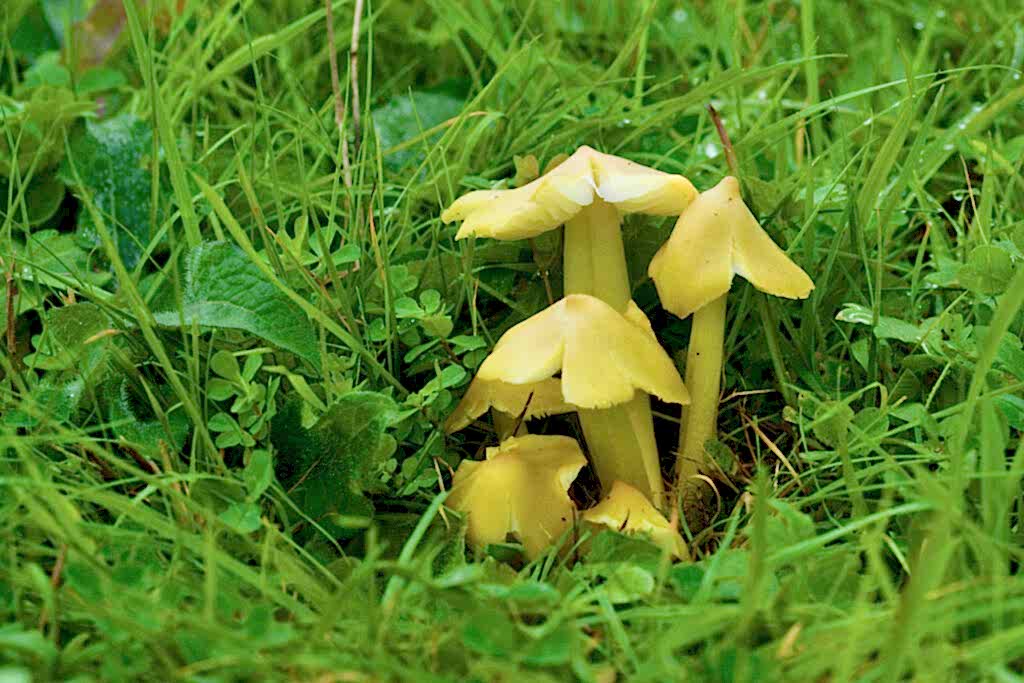 Citrine Waxcap, Hygrocybe citrinovirens