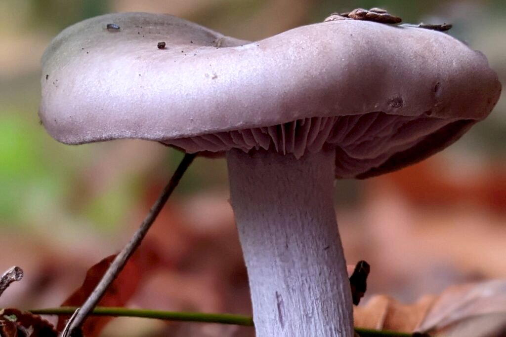 Close up of a Wood Blewit mushroom. You can see the blue purple cap against the leaves of the forest floor in the background.