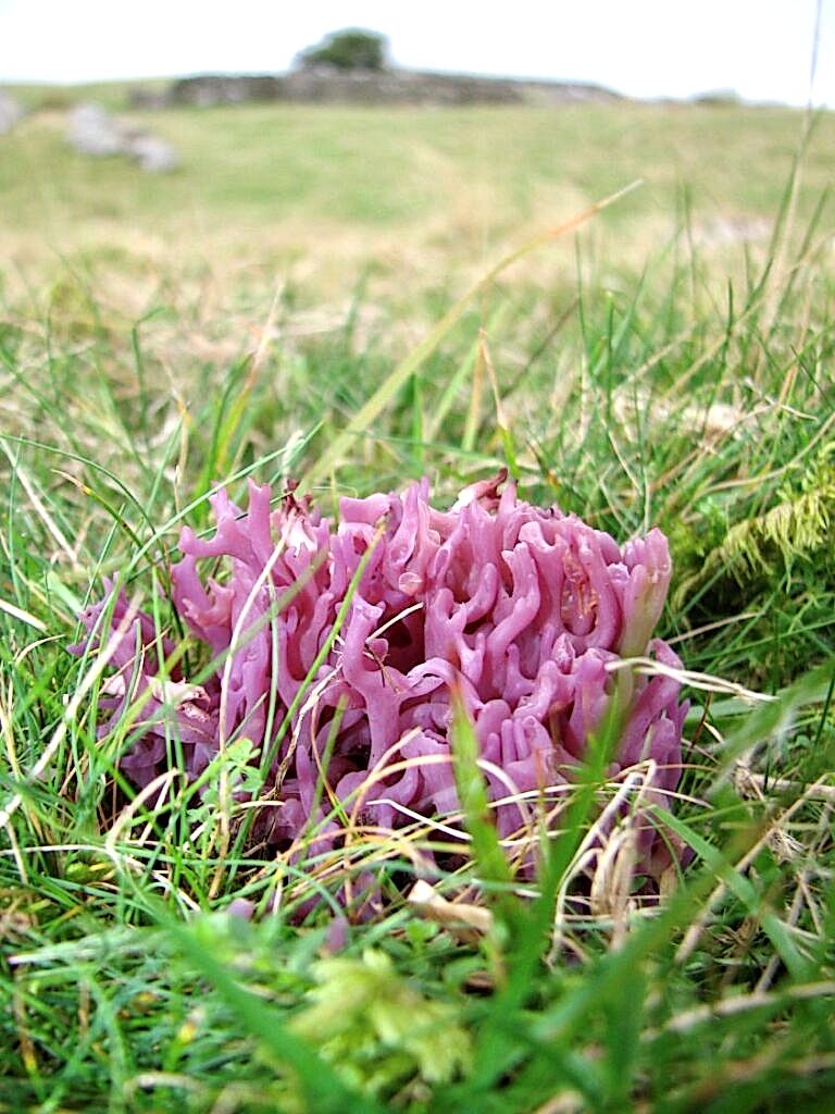 Violet Coral Fungus