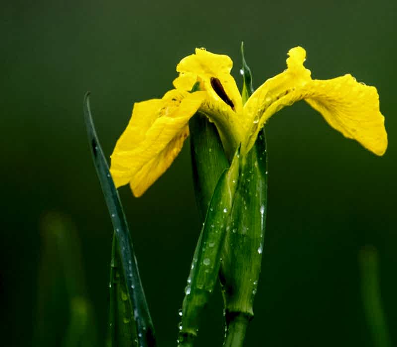 A close up of a pretty yellow flower on a faded out green background
