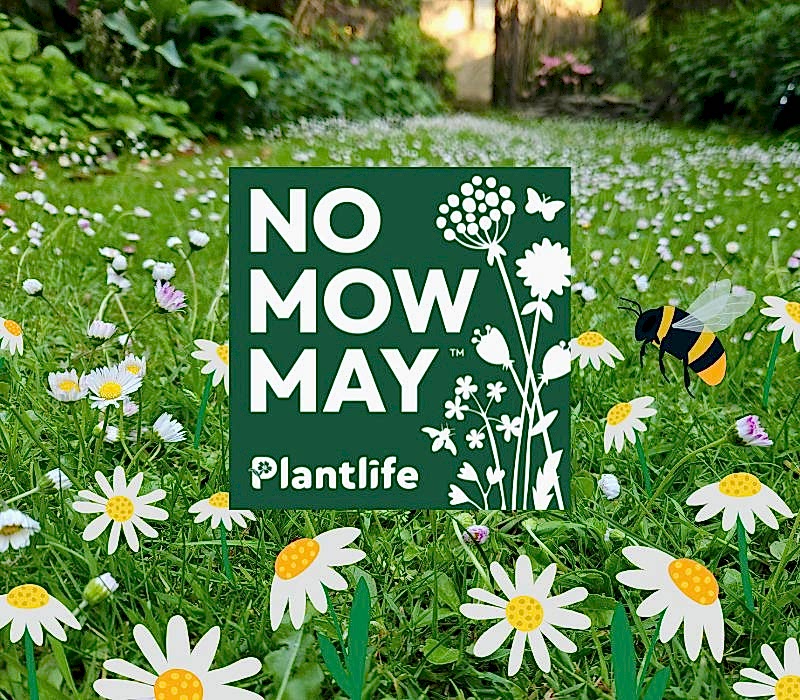 Photo shows a lawn filled with daisies with a No Mow May campaign logo in the middle