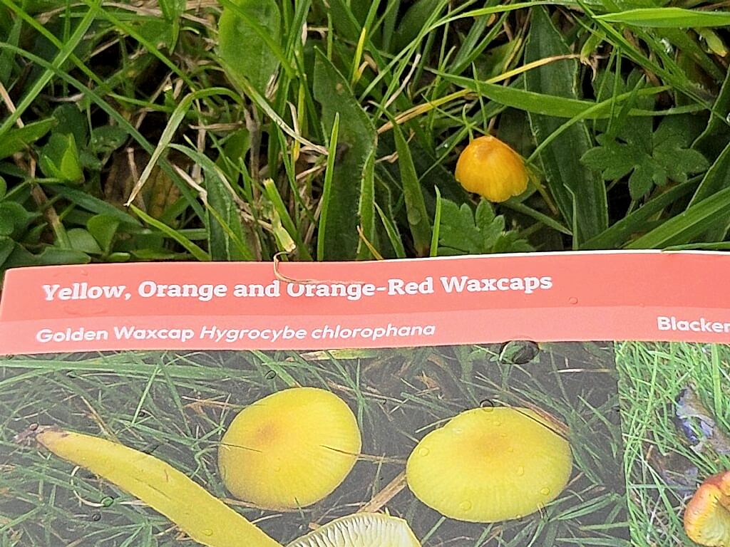 A yellow waxcap can be seen poking up through the grass, next to a copy of Plantlife's Waxcap ID Guide as a person tries to identify the species