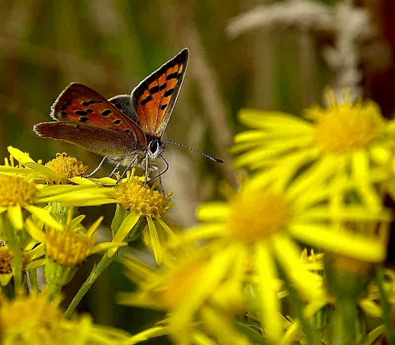 Photo shows a beautiful butterfly with orange and dark brown markings, landing on a bright yellow flower.