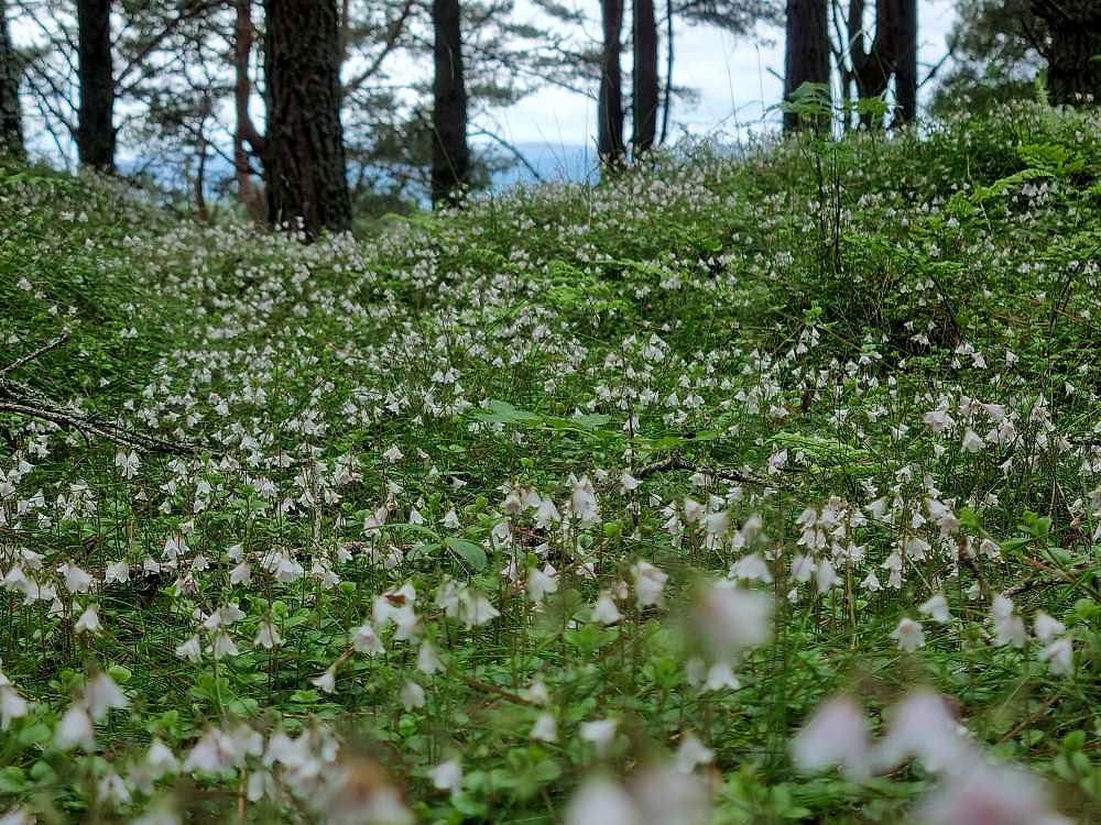 Photograph shows a close up of the forest floor focussing on the beautiful, delicate pink Twinflower blooms. There are hundreds of them stretching back through the forest.