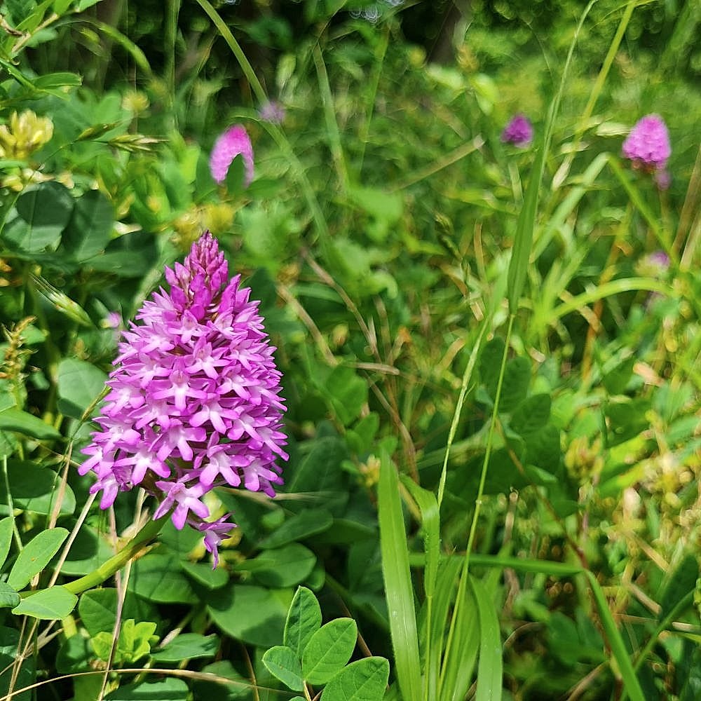 Photo showing a gorgeous bright pink Man Orchid at Ranscombe Farm Nature Reserve with other Man Orchids in the background amongst the grass