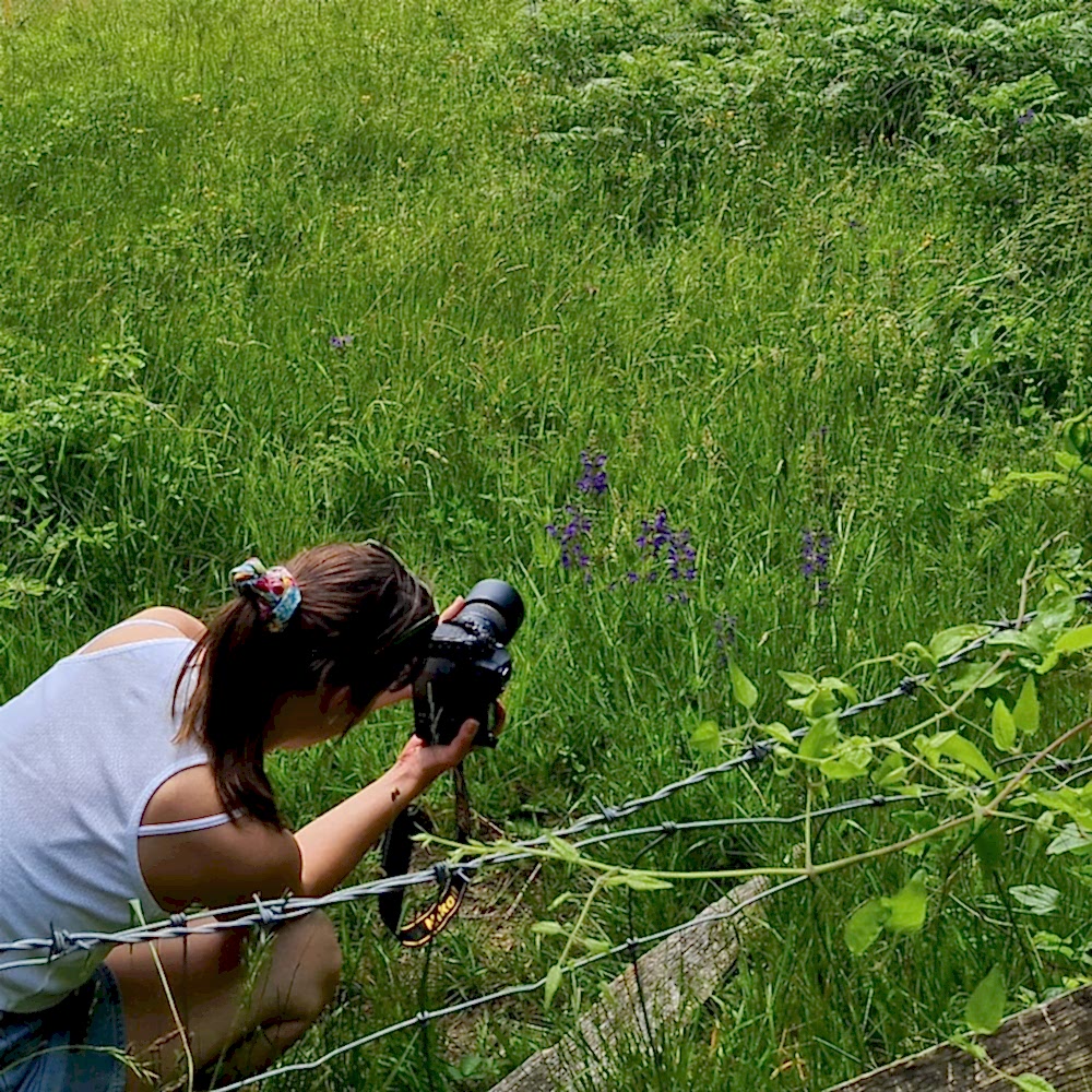Photograph shows a woman kneeling on the ground to take a photograph of purple wildflowers in a meadow