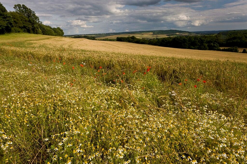 A meadow