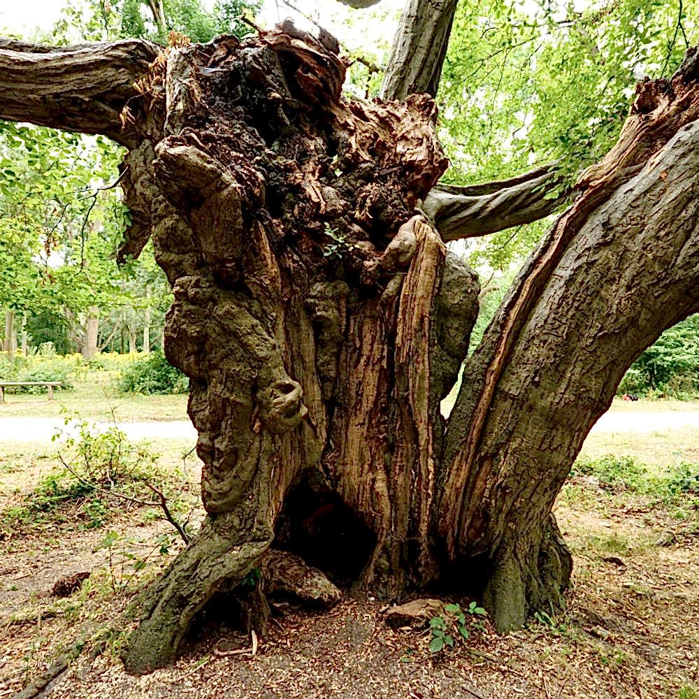 Photograph shows an ancient tree with woodland in the background