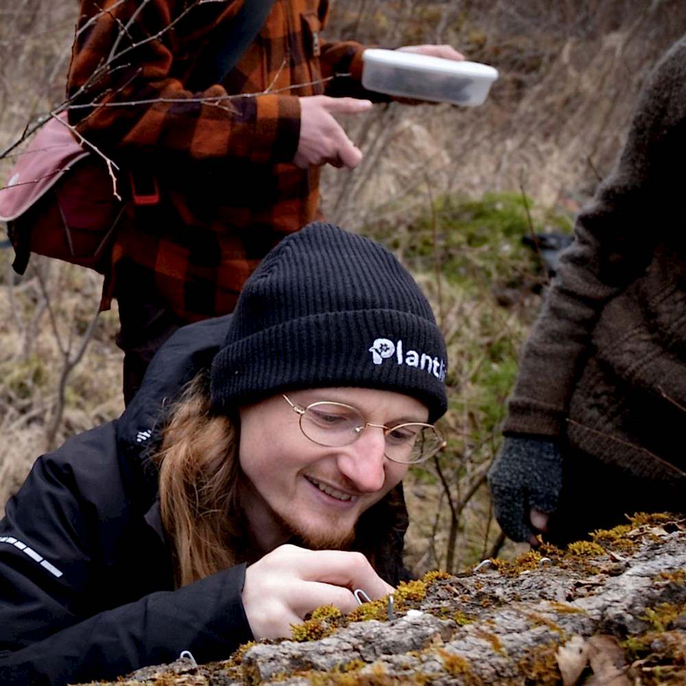 Photograph shows Plantlife's Senior Ecological Advisor Sam Jones, crouched next to a fallen tree, he is beginning to lift a small piece of moss from the bark as the start of a translocation.