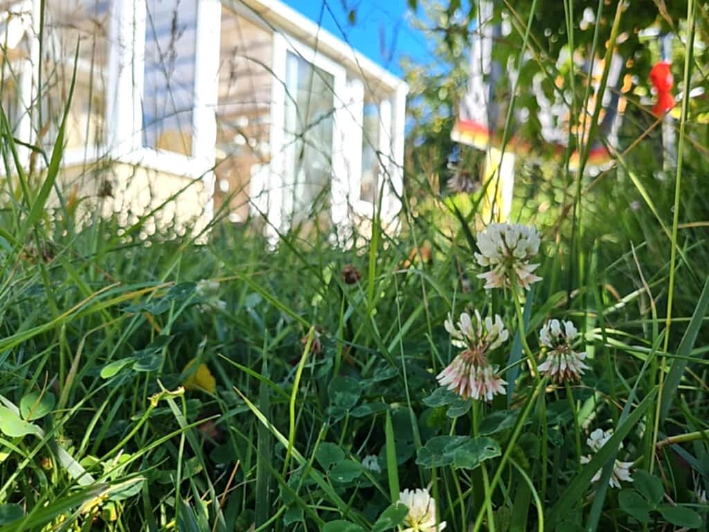 A No Mow May area in July with grass and small white flowers called clovers