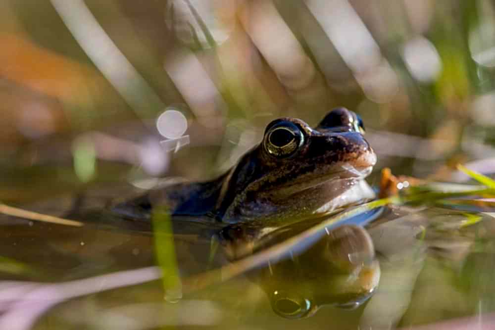 Photograph shows a close-up of a frog, half visible peeking up out of the water. You can see the frogs face and 2 front feet holding on to pond plants.