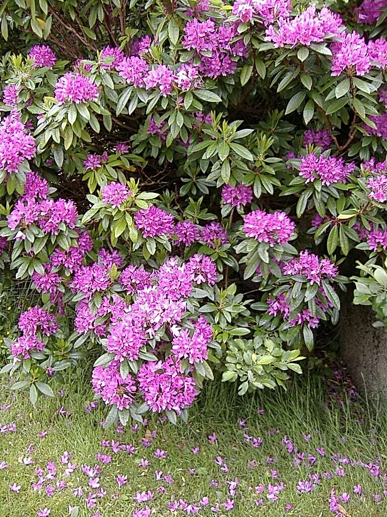 A large plant with green leaves and pink flowers
