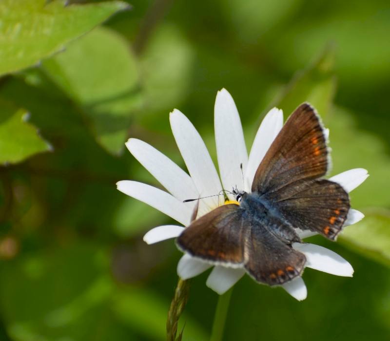 Photograph shows a brown coloured butterfly perched on top of a white flower with lots of petals