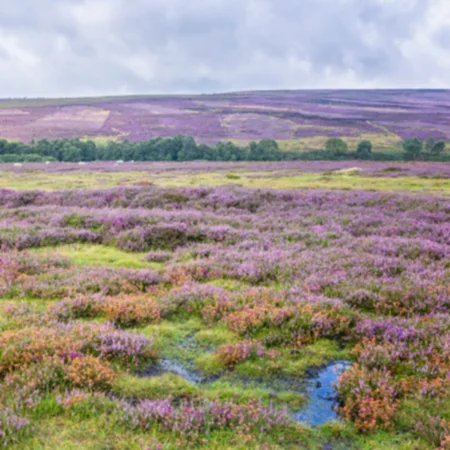 A bog landscape with grass and peatland.
