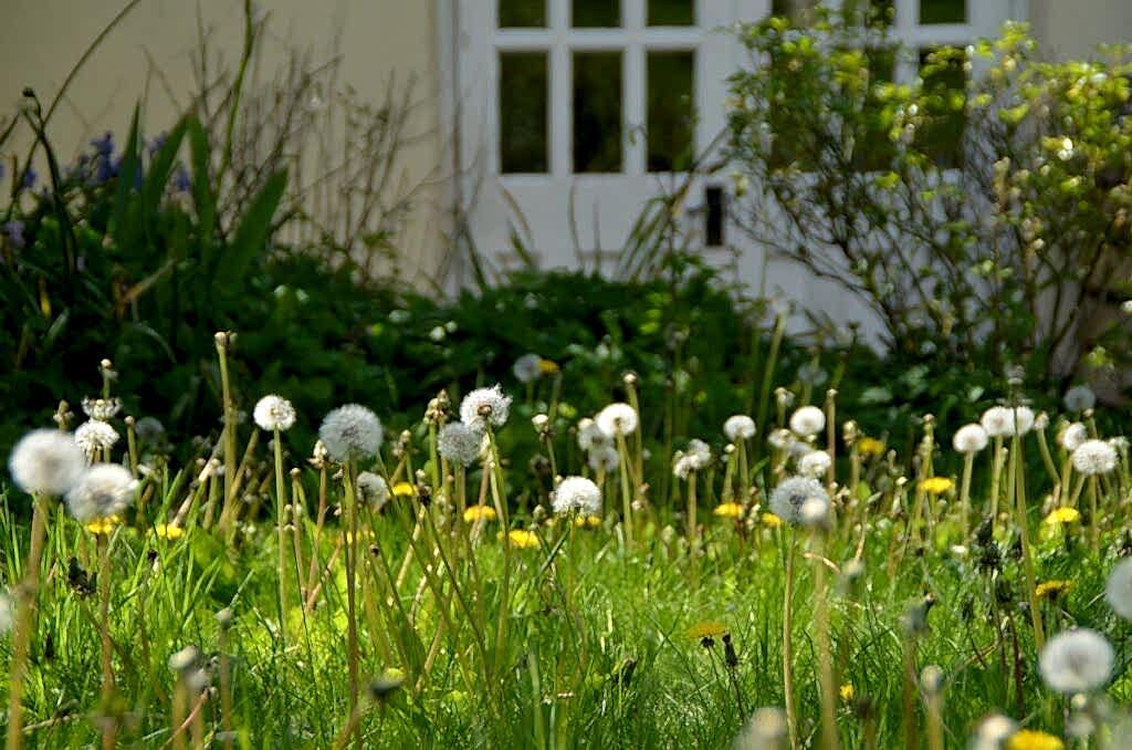Photograph shows a lawn with a house behind it - the lawn is filled with Dandelions that have turned to seed
