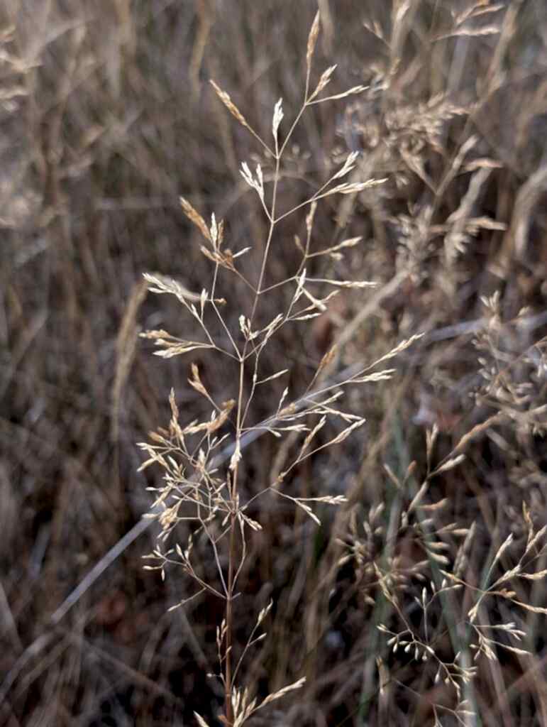 Photograph shows the beautiful Common Bent grass growing in a grassland