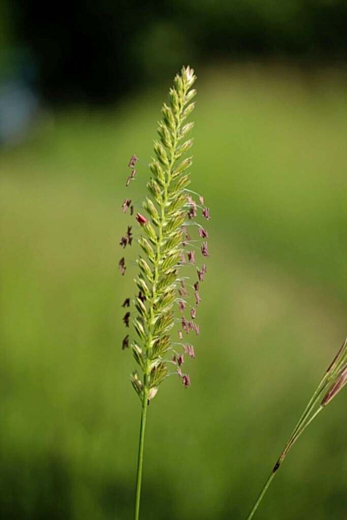 Photograph shows the unique flower head of Crested Dog's-tail so called because it's looks resemble the fluffy animals tail