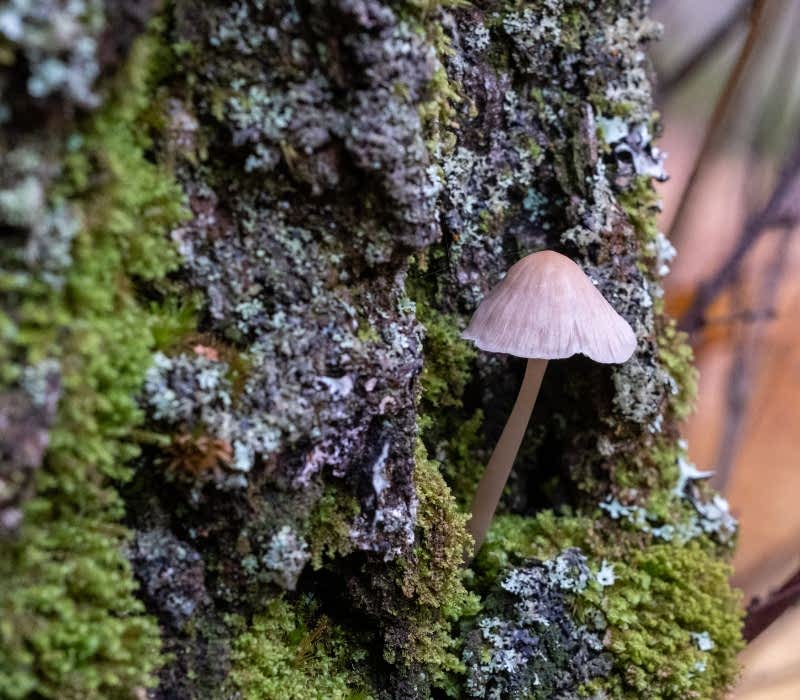 Photograph shows a small mushroom growing on a tree stump, surrounded by moss